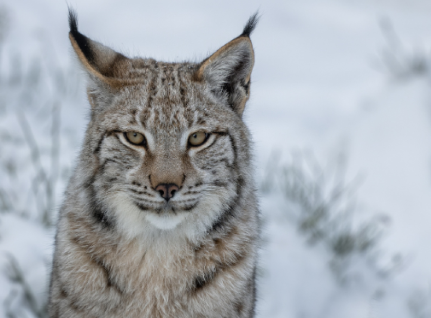 241212_LYNX_ACTU 728×405